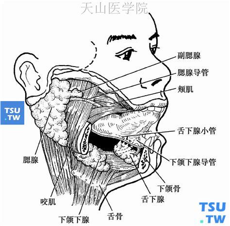 咬嘴唇內側